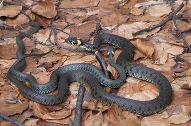 Gody zaskrońców w S-O P.K..jpg